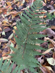 Athyrium asplenioides