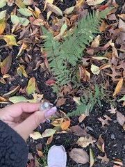 Athyrium asplenioides
