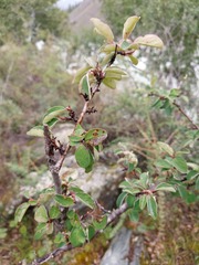 Cotoneaster melanocarpus