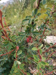 Berberis sibirica