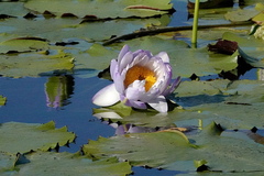 Nymphaea gigantea