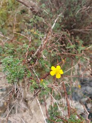 Dasiphora parvifolia