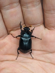 Nicrophorus concolor