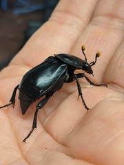 Nicrophorus concolor