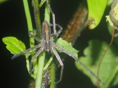 Heteropoda ocyalina