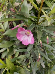 Convolvulus chinensis