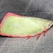 Citrus Planthopper - Photo (c) Ian McMillan, some rights reserved (CC BY-NC), uploaded by Ian McMillan