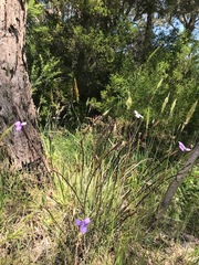 Patersonia occidentalis occidentalis