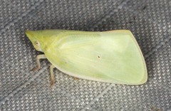 Colgaroides acuminata