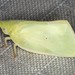 Mango Planthopper - Photo (c) Ian McMillan, some rights reserved (CC BY-NC), uploaded by Ian McMillan