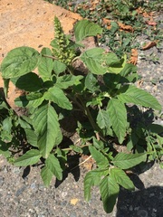 Amaranthus retroflexus