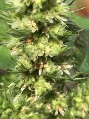 Amaranthus retroflexus