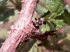 Coccinellidae