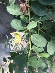 Capparis spinosa