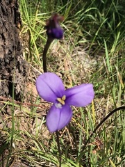 Patersonia occidentalis occidentalis