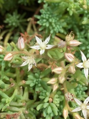 Sedum pallidum