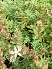 Sedum pallidum