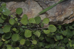 Chenopodium allanii