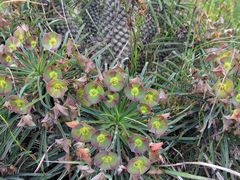 Euphorbia clava