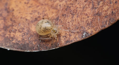 Phycosoma digitula F.Zhang & B.S.Zhang, 2012