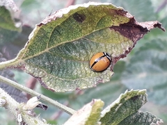 Coccinellidae