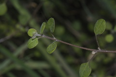 Chenopodium allanii