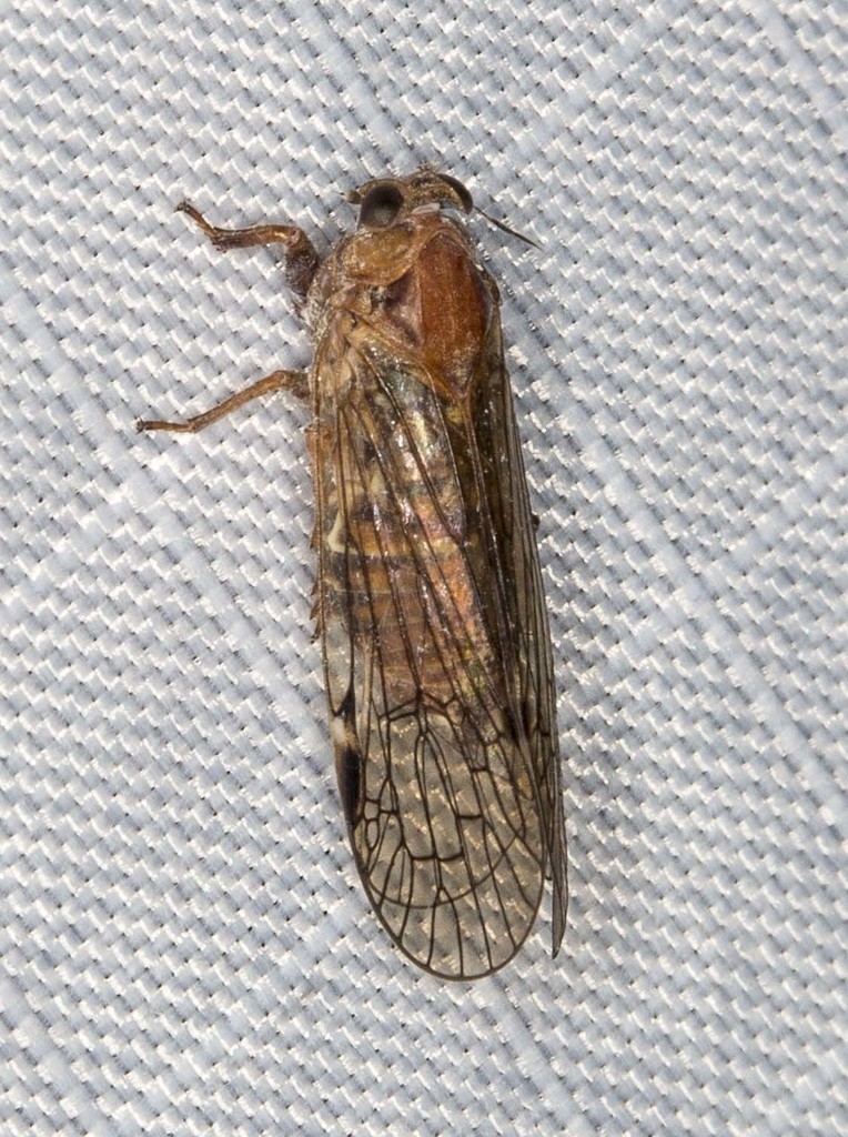 Cajetini