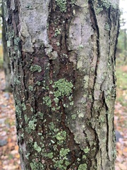 Phaeophyscia rubropulchra