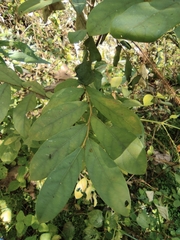 Maesa japonica