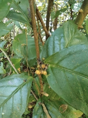 Maesa japonica
