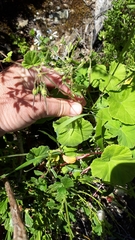 Pelargonium odoratissimum