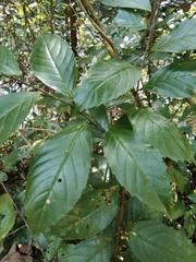 Maesa japonica