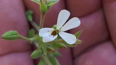 Pelargonium odoratissimum