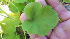Pelargonium odoratissimum