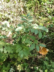 Maesa japonica