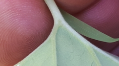 Pelargonium odoratissimum