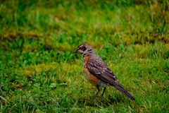 Turdus migratorius