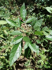 Ohwia caudata