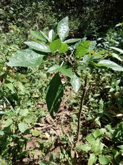 Ohwia caudata