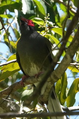 Sphecotheres vieilloti