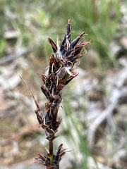 Schoenus villosus