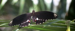 Papilio ambrax