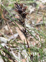 Schoenus villosus