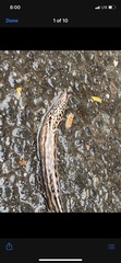Limax maximus