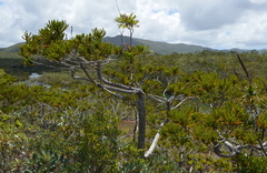 Callitris pancheri