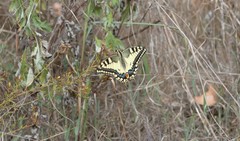 Papilio machaon