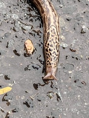 Limax maximus