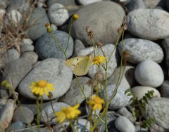Colias croceus