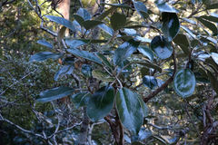 Brachyglottis buchananii
