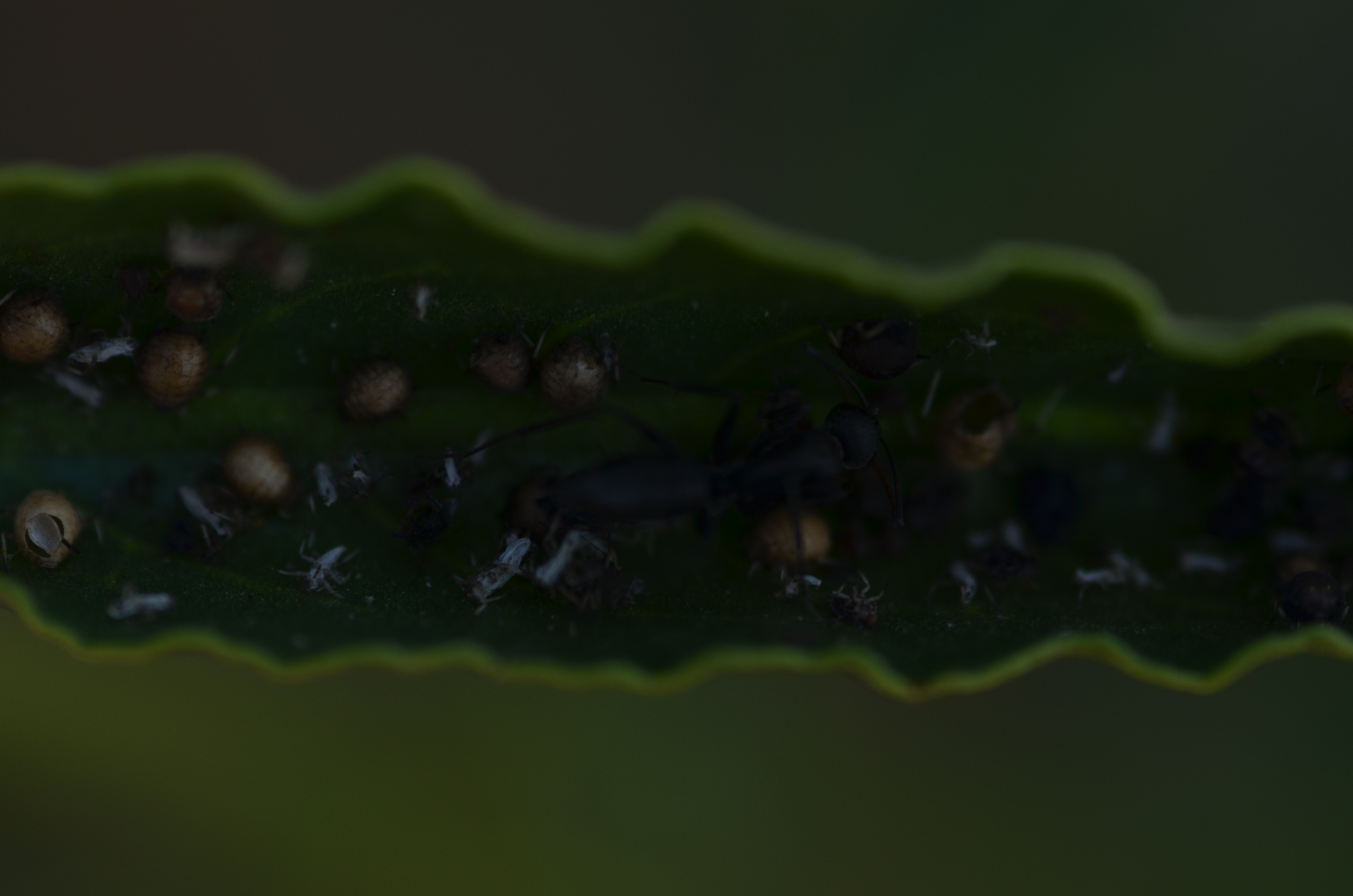 Camponotus morosus